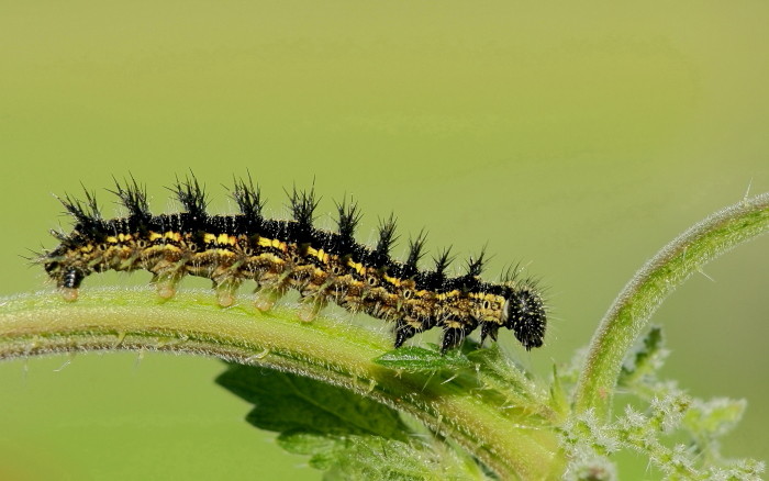 Raupe des Kleinen Fuchses