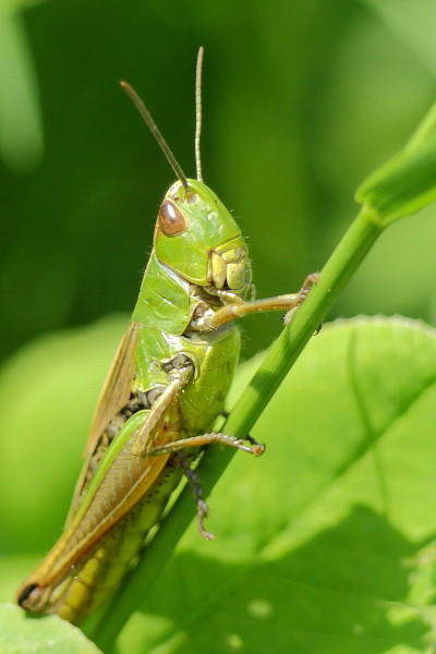 Gemeiner Grashüpfer