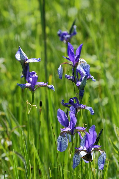 Sibirische Schwertlilie