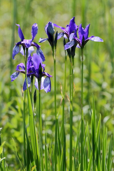 Sibirische Schwertlilie