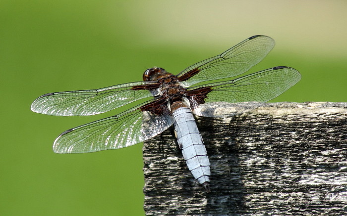 Blattbauchlibelle Männchen