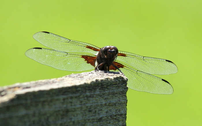 Blattbauchlibelle Männchen