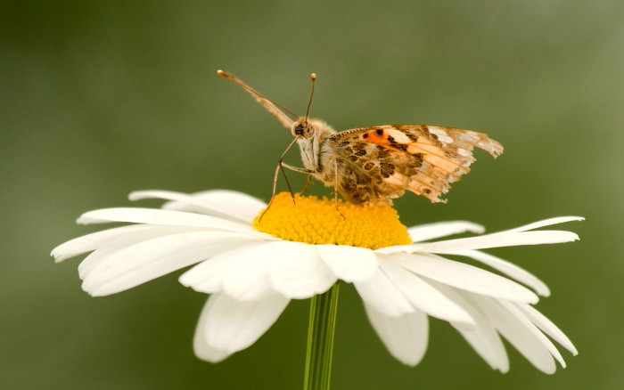 Distelfalter auf Margerite