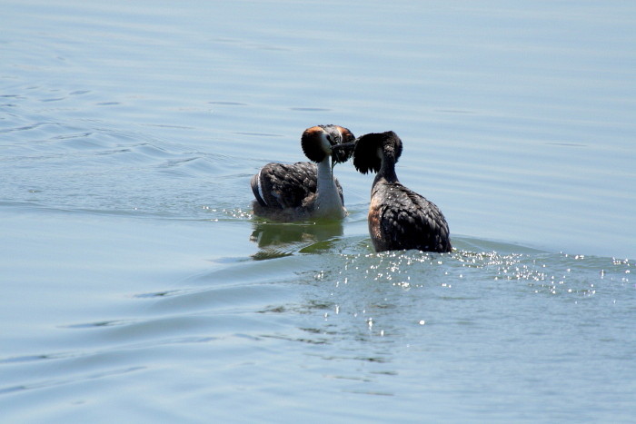 balzende Haubentaucher