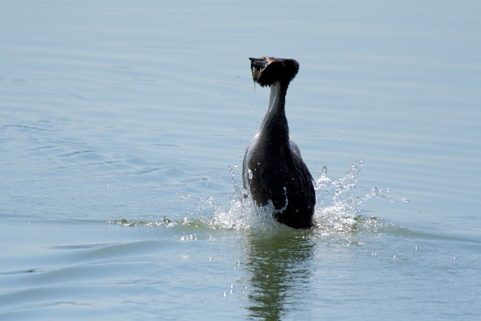 balzende Haubentaucher