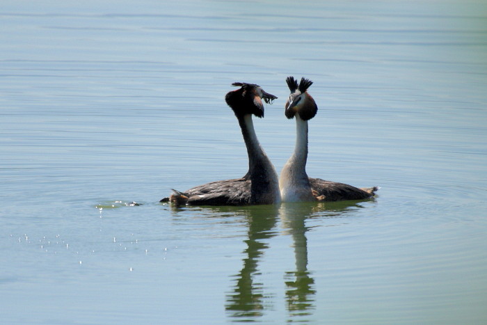 balzende Haubentaucher