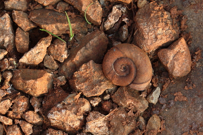 Haus der Posthornschnecke