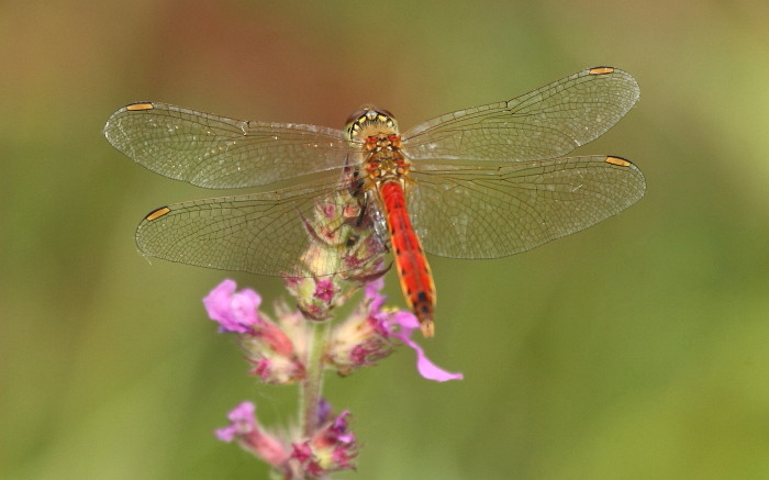 Sumpf-Heidelibelle männlich