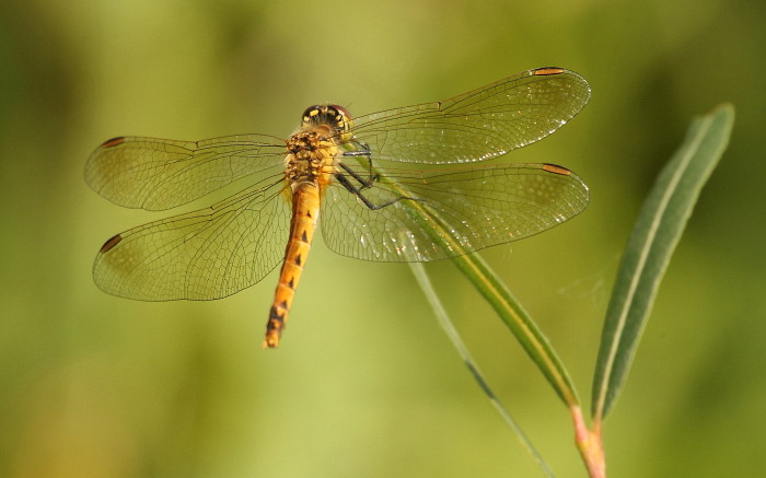 Sumpf-Heidelibelle weiblich