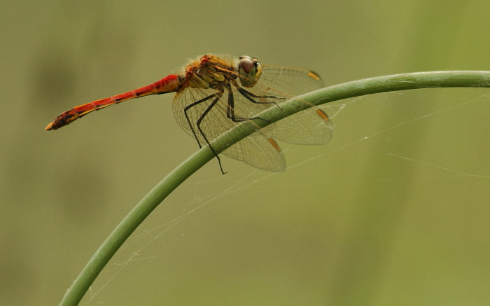 Sumpf-Heidelibelle männlich