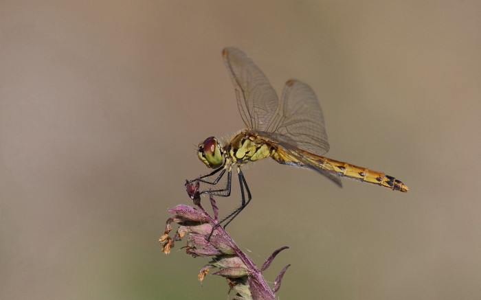 Sumpf-Heidelibelle weiblich