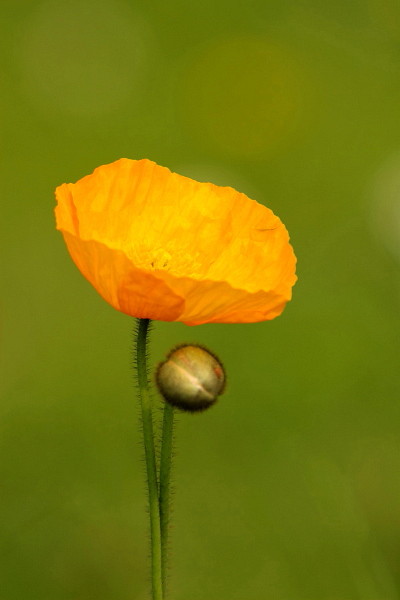 Gelber Mohn