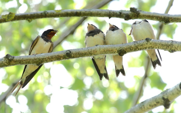 Rauchschwalbe mit Nachwuchs