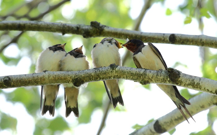 Rauchschwalbe mit Nachwuchs