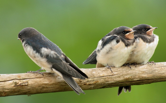 Junge Rauchschwalben