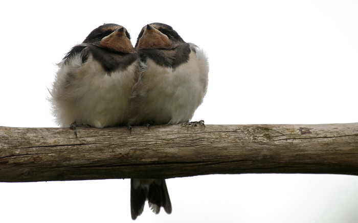 Junge Rauchschwalben