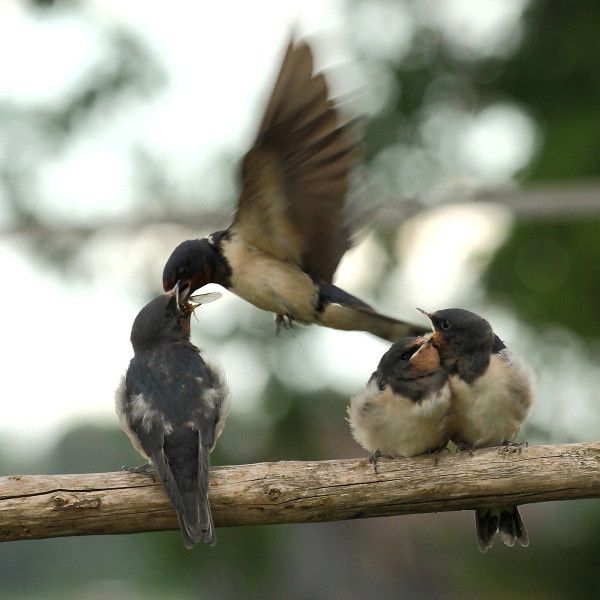 Fütterung der jungen Rauchschwalben