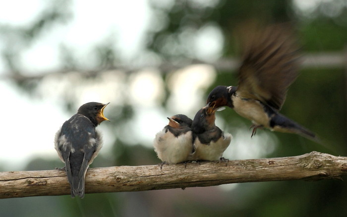Fütterung der jungen Rauchschwalben