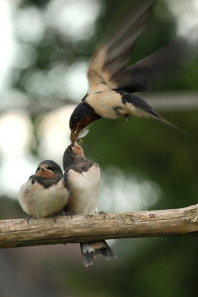 Fütterung der jungen Rauchschwalben