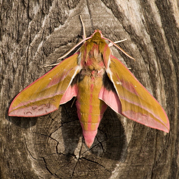 Mittlerer Weinschwärmer