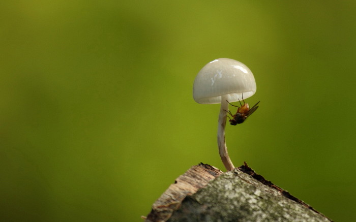 Beringter Schleimrübling