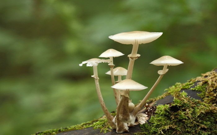 Beringter Schleimrübling