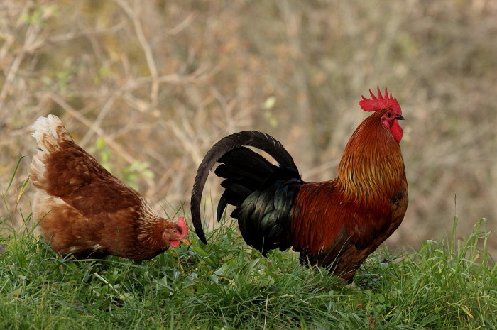 Gockelhahn mit Henne