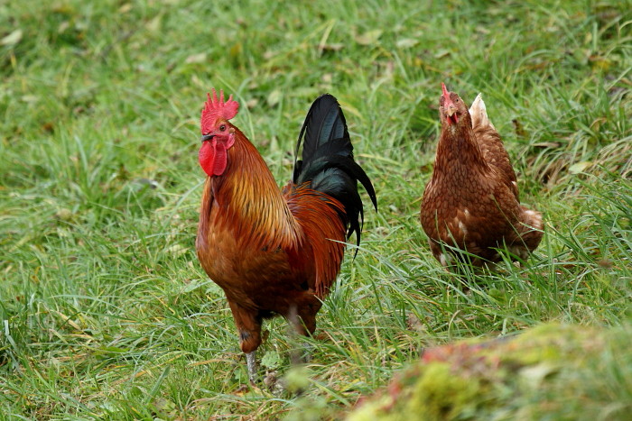 Gockelhahn mit Henne