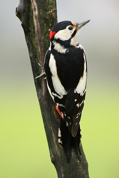 Buntspecht männlich