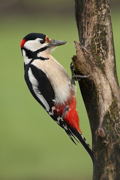 Buntspecht männlich