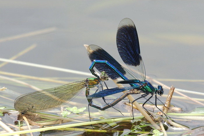 Gebänderte Prachtlibelle