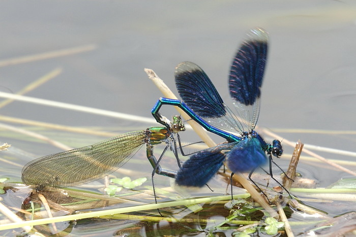 Gebänderte Prachtlibelle