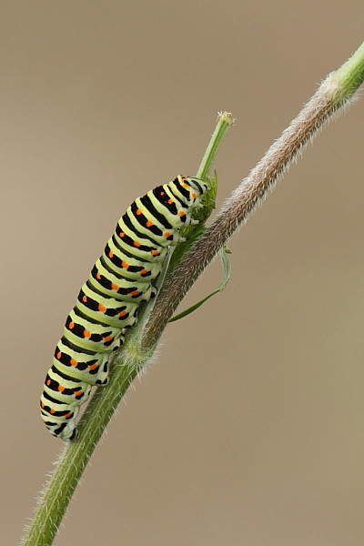 Schwalbenschwanz Raupe