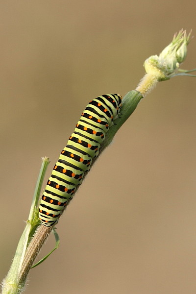 Schwalbenschwanz Raupe