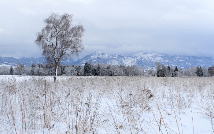 Winter im Schweizerried