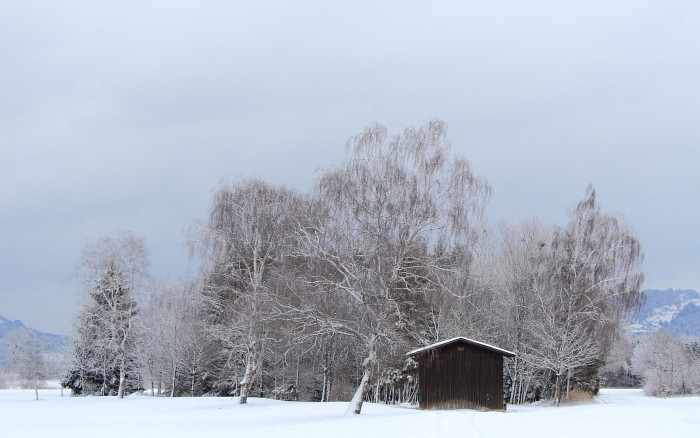 Winter im Schweizerried