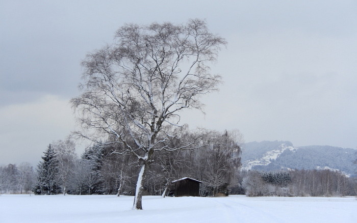 Winter im Schweizerried