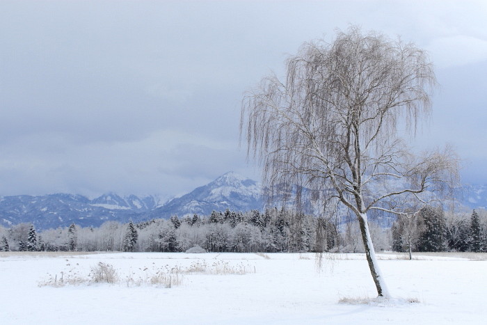 Winter im Schweizerried