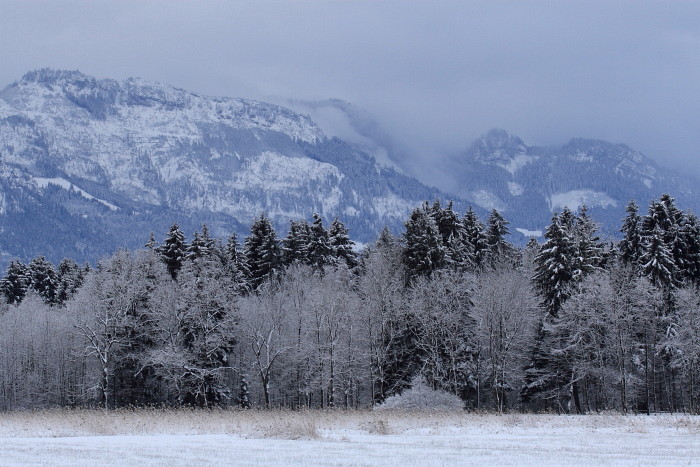 Winter im Schweizerried