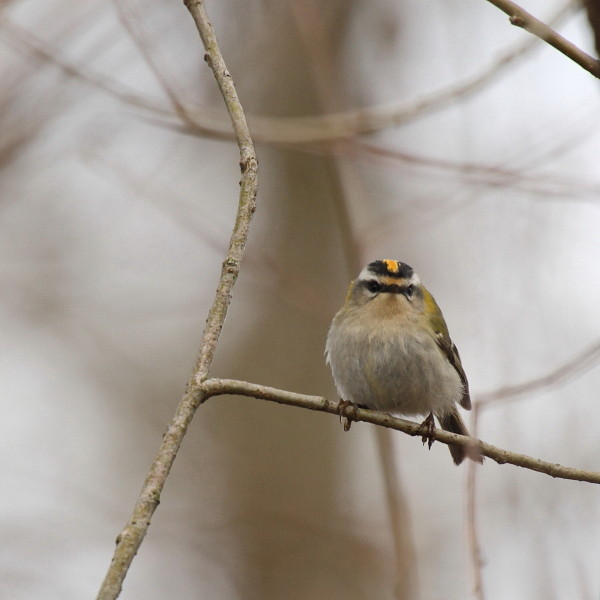 Wintergoldhähnchen