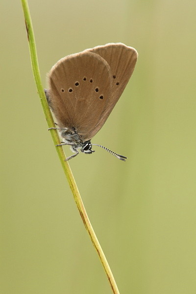 Dunkler Wiesenknopf Ameisenbläuling