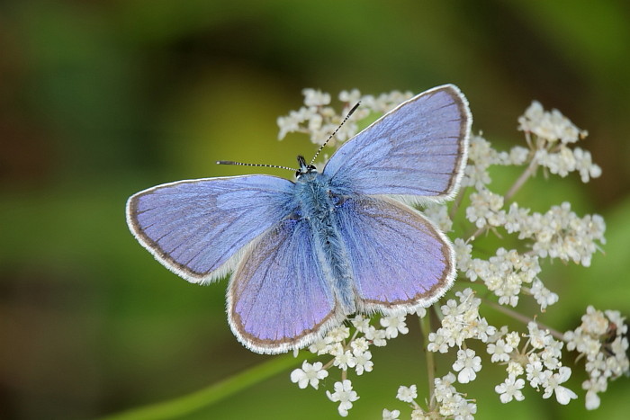 Heuhechel - Bläuling