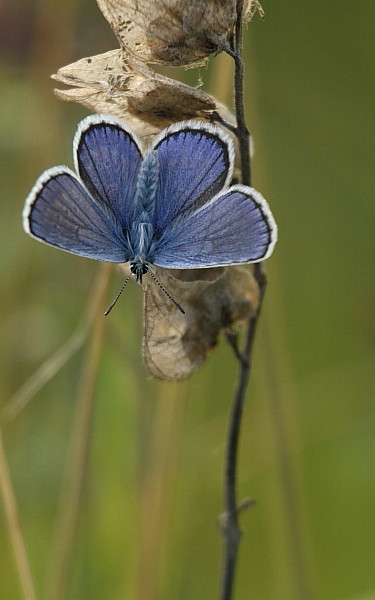 Heuhechel - Bläuling