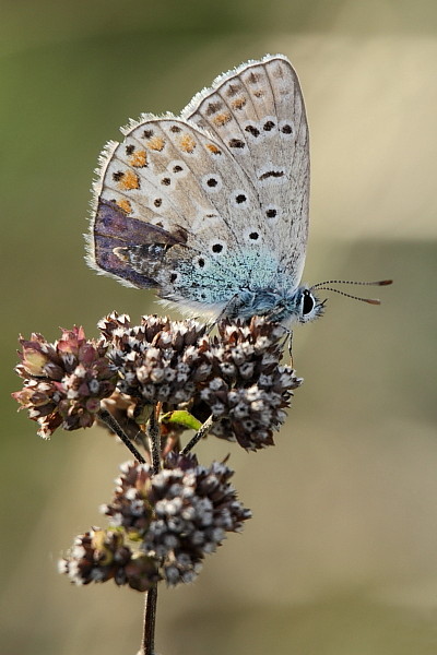 Heuhechel - Bläuling