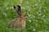 Feldhase