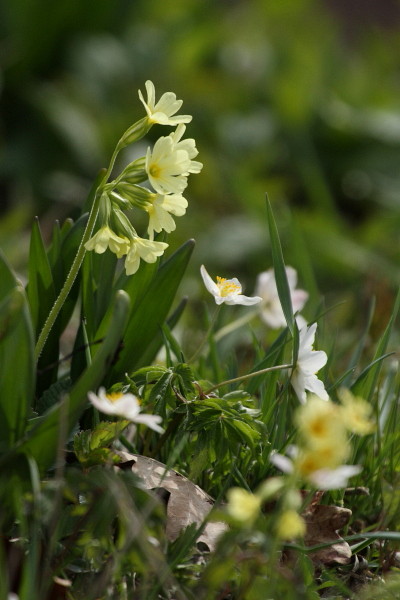 Schlüsselblumen und Buschwindröschen