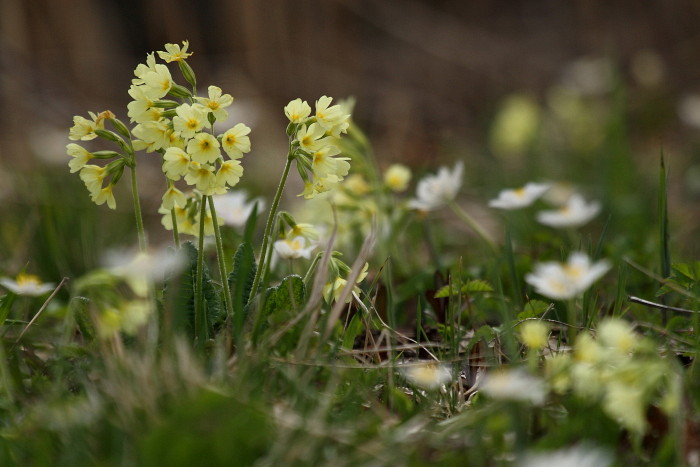 Schlüsselblumen und Buschwindröschen