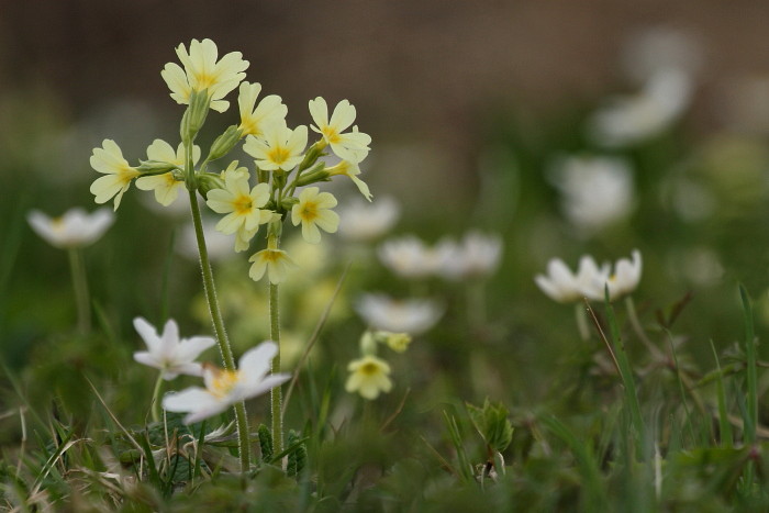 Schlüsselblumen und Buschwindröschen