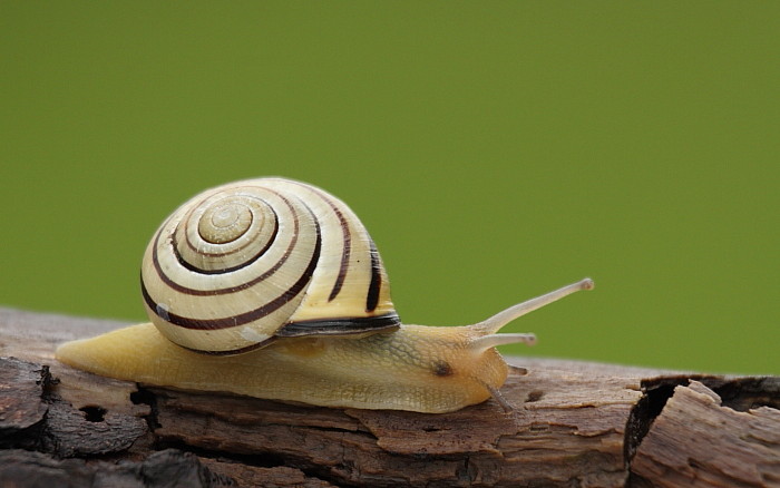 Hainbänderschnecke