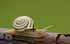 Hainbänderschnecke